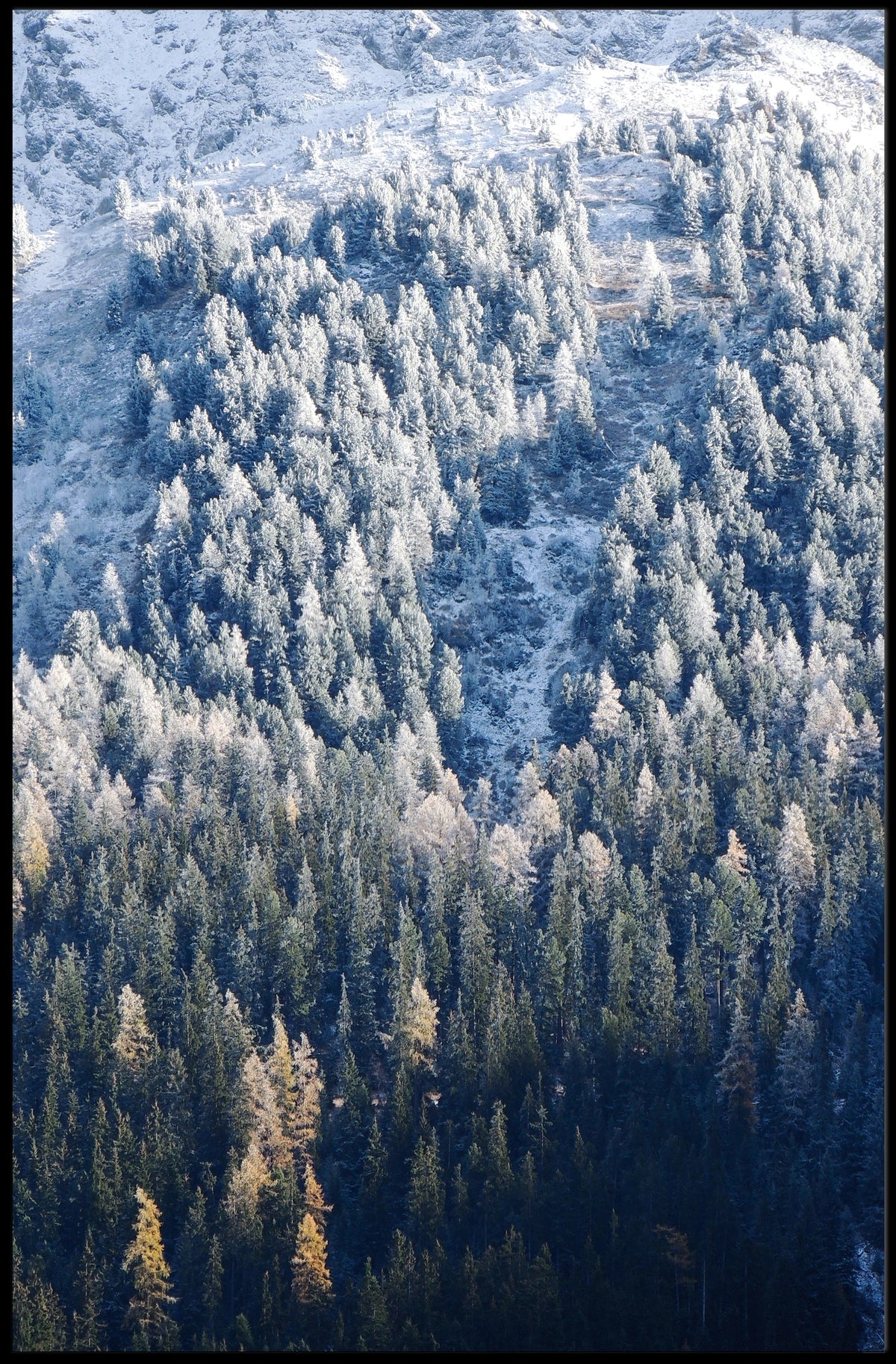 Winter Forest Serenity Poster