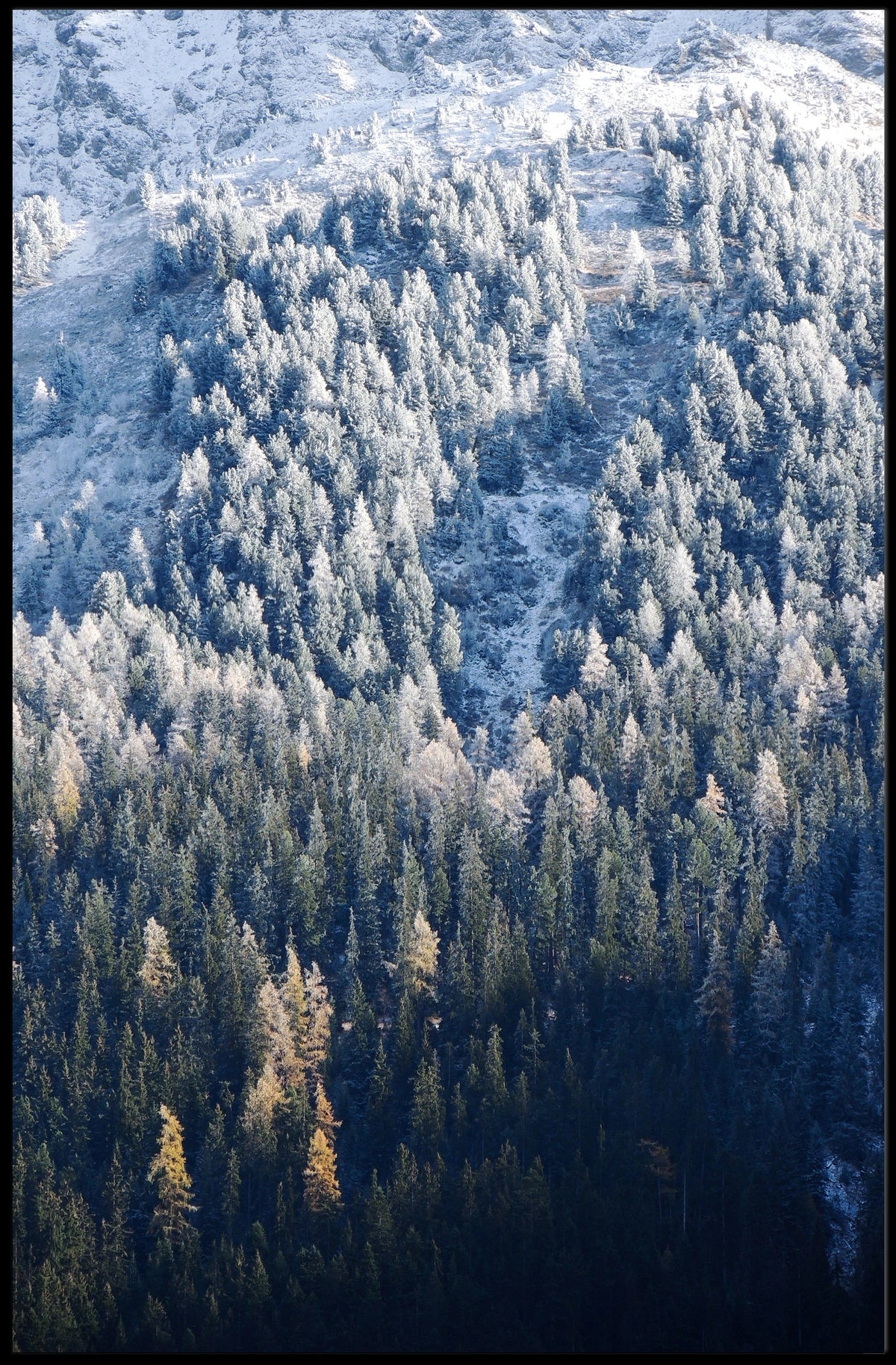 Winter Forest Landscape Poster