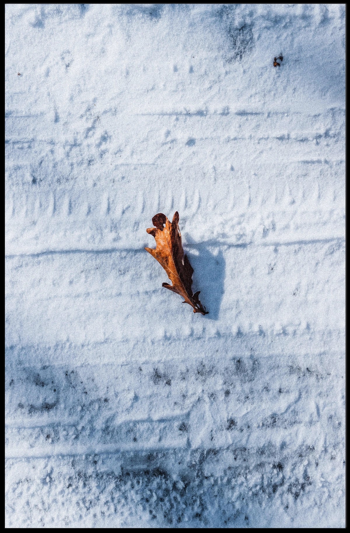 Solitary Leaf On Snow Poster