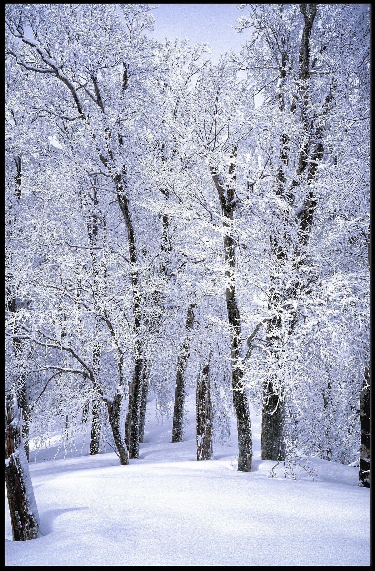 Winter Wonderland Poster