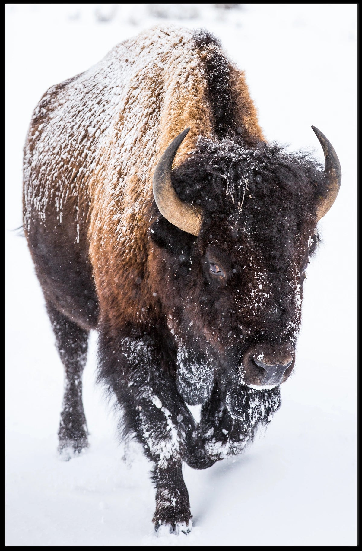 Majestic Bison in Winter Poster