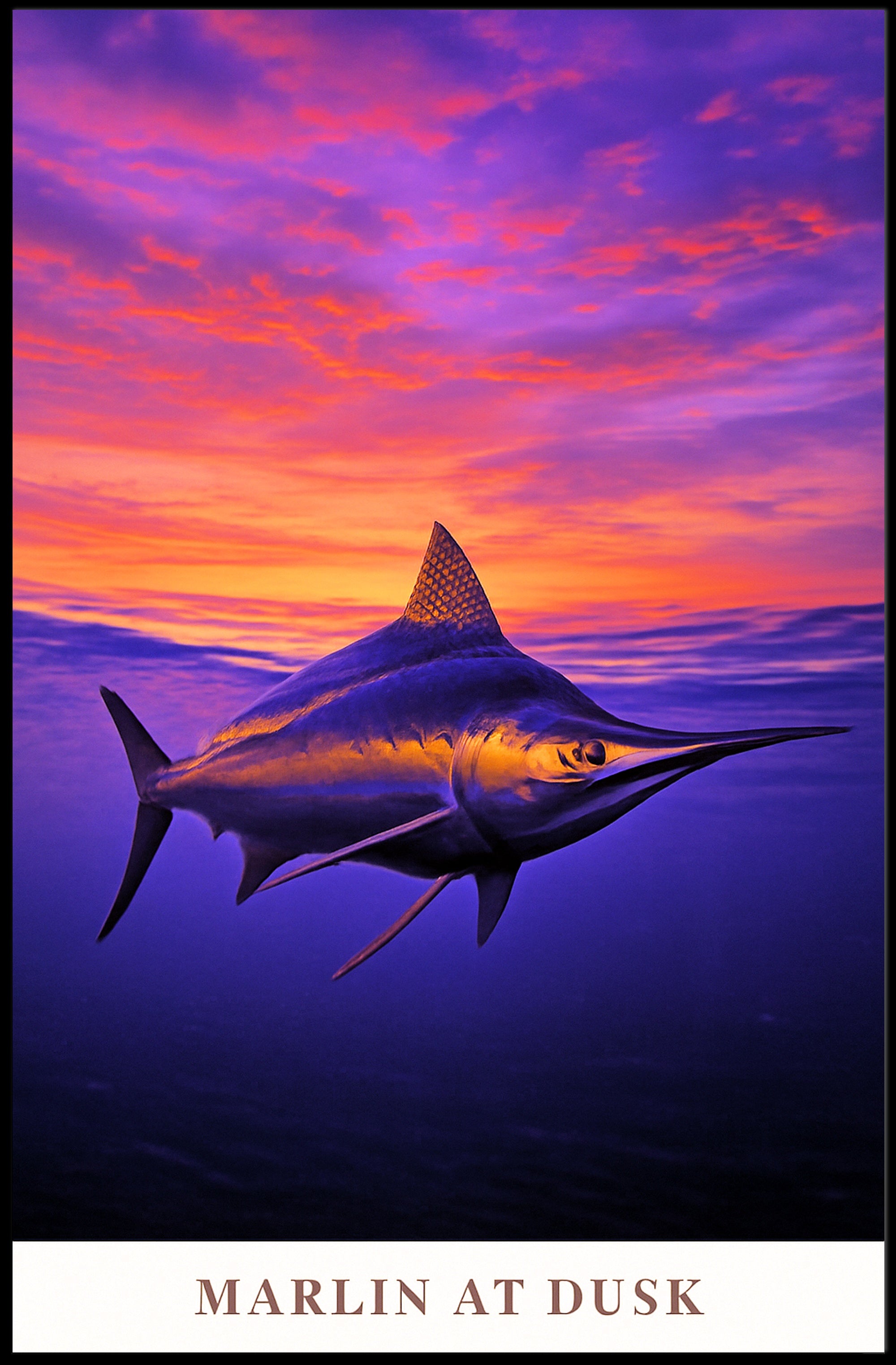 Marlin at Dusk Poster PosterGoat