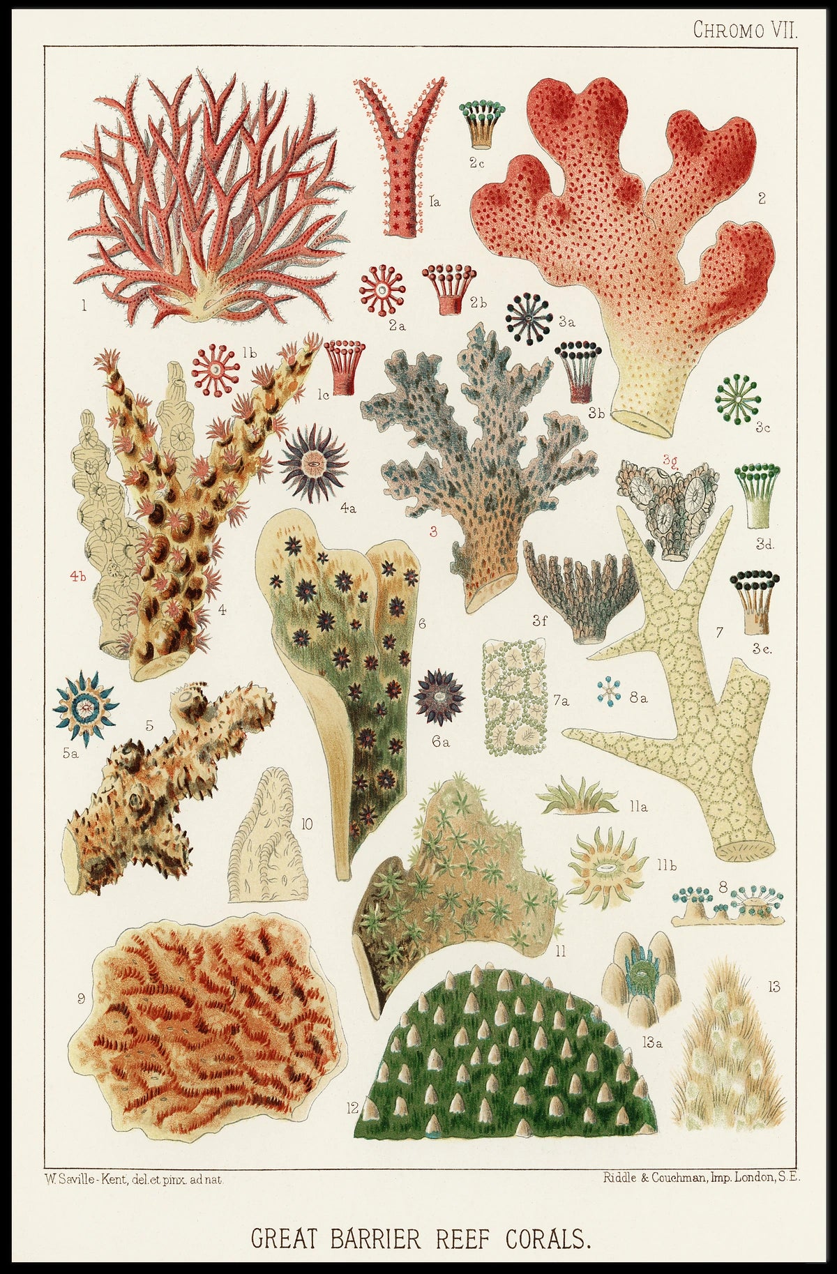 Great Barrier Reef Corals Poster