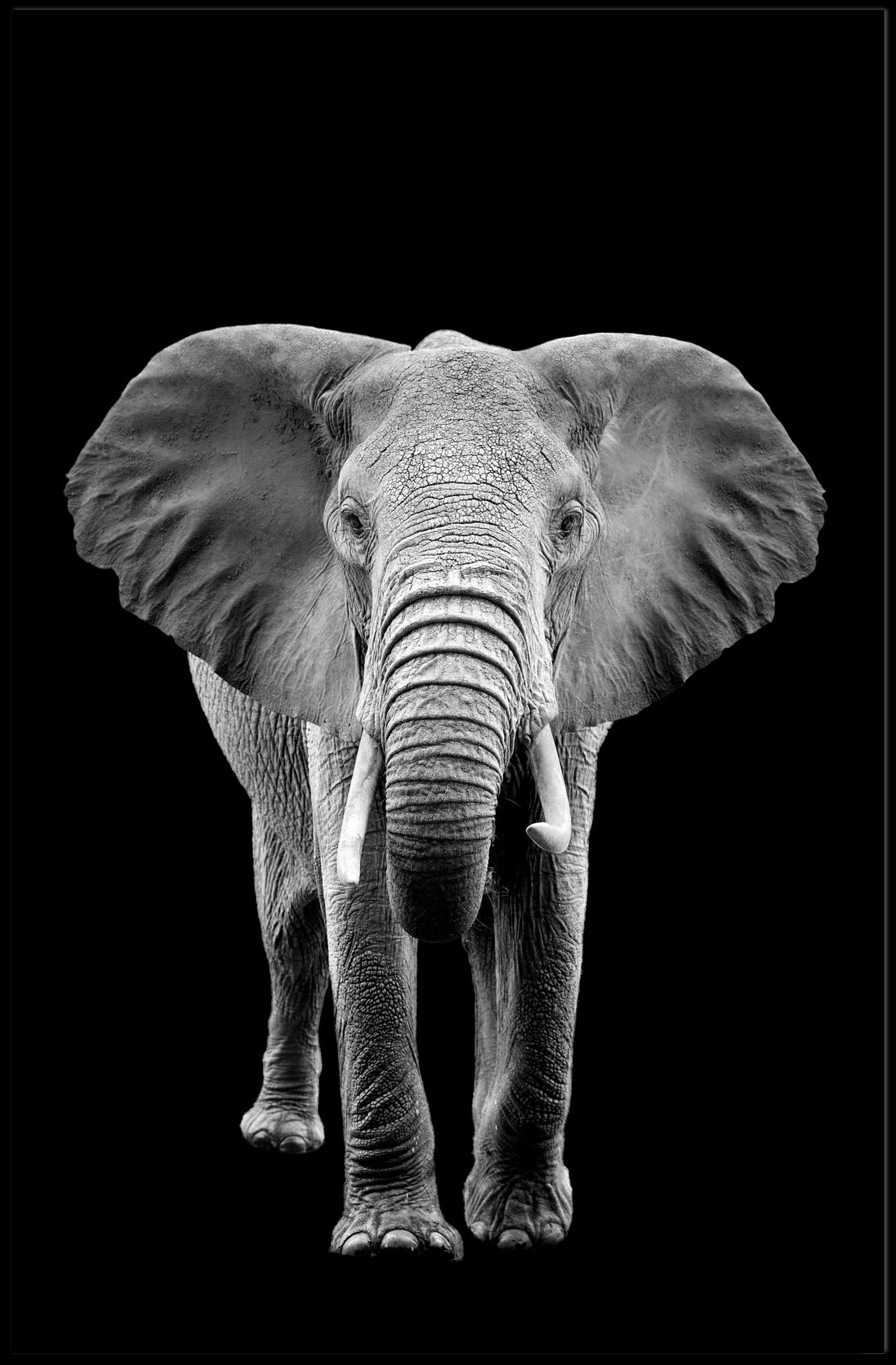 Majestic African Elephant Photorealistic Animal Poster