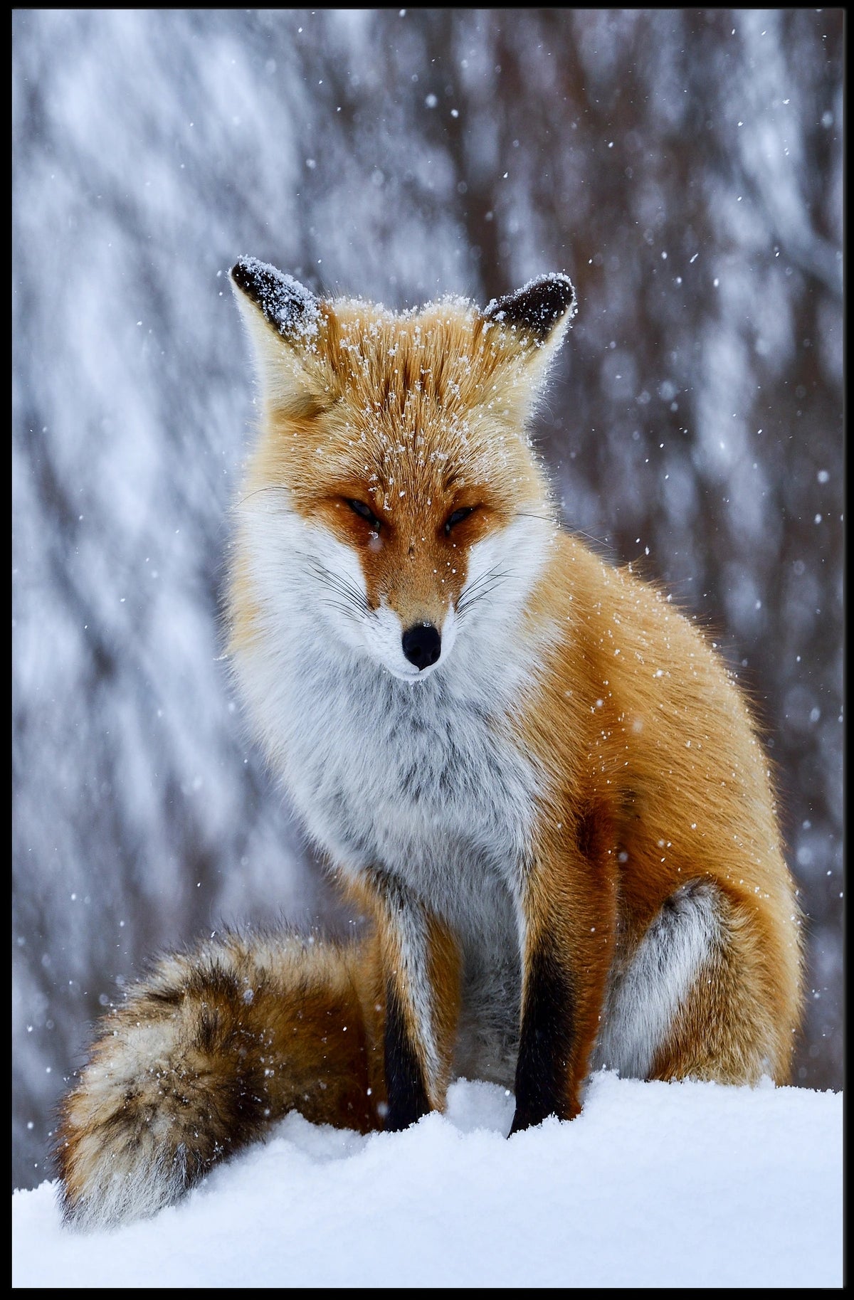 Winter Fox Poster