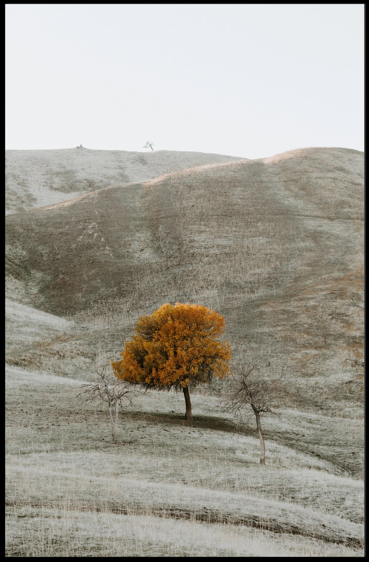 Solitary Autumn Tree Poster