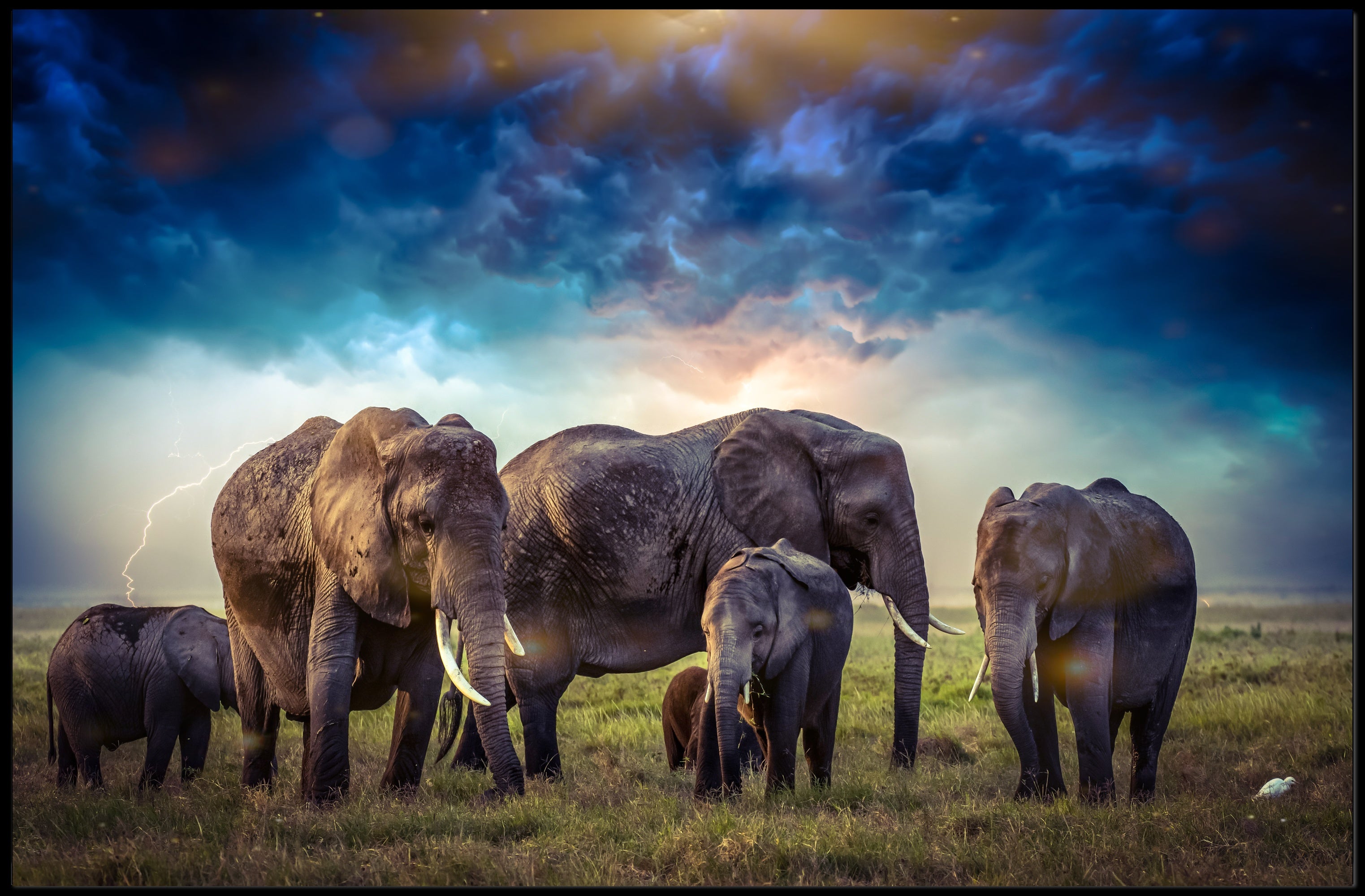 Majestic Elephants on African Savanna Animal Poster