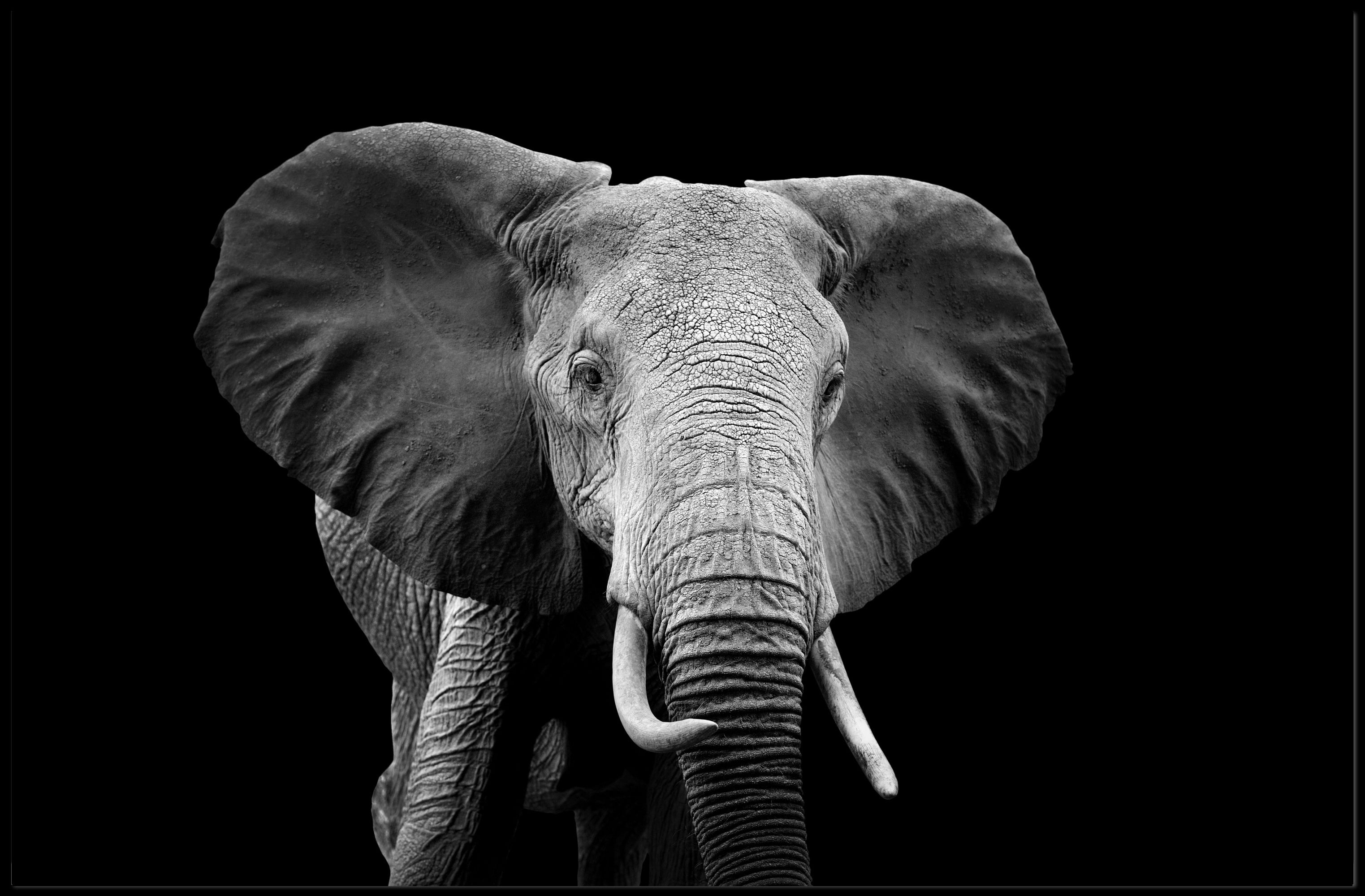 Majestic African Elephant Close-Up Wildlife Art Animal Poster