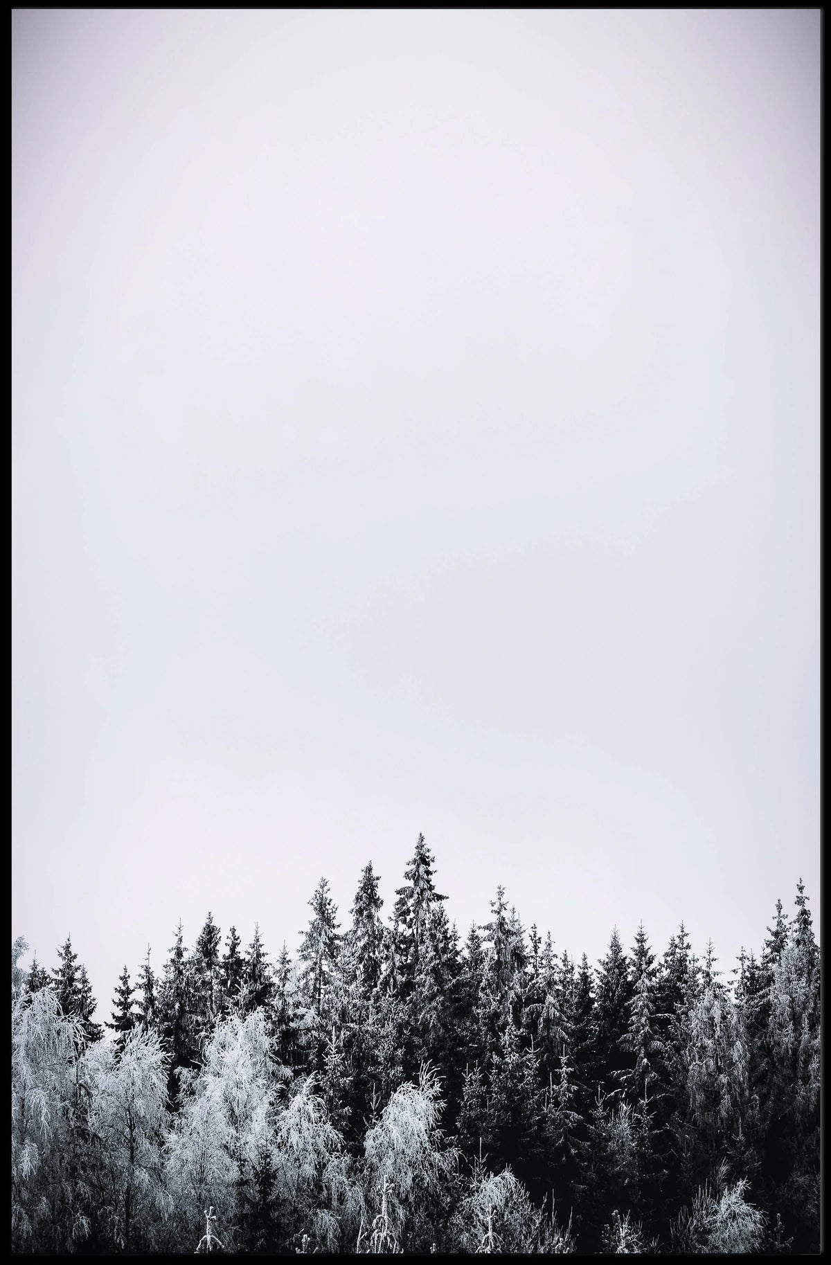 Winter Forest Serenity Poster