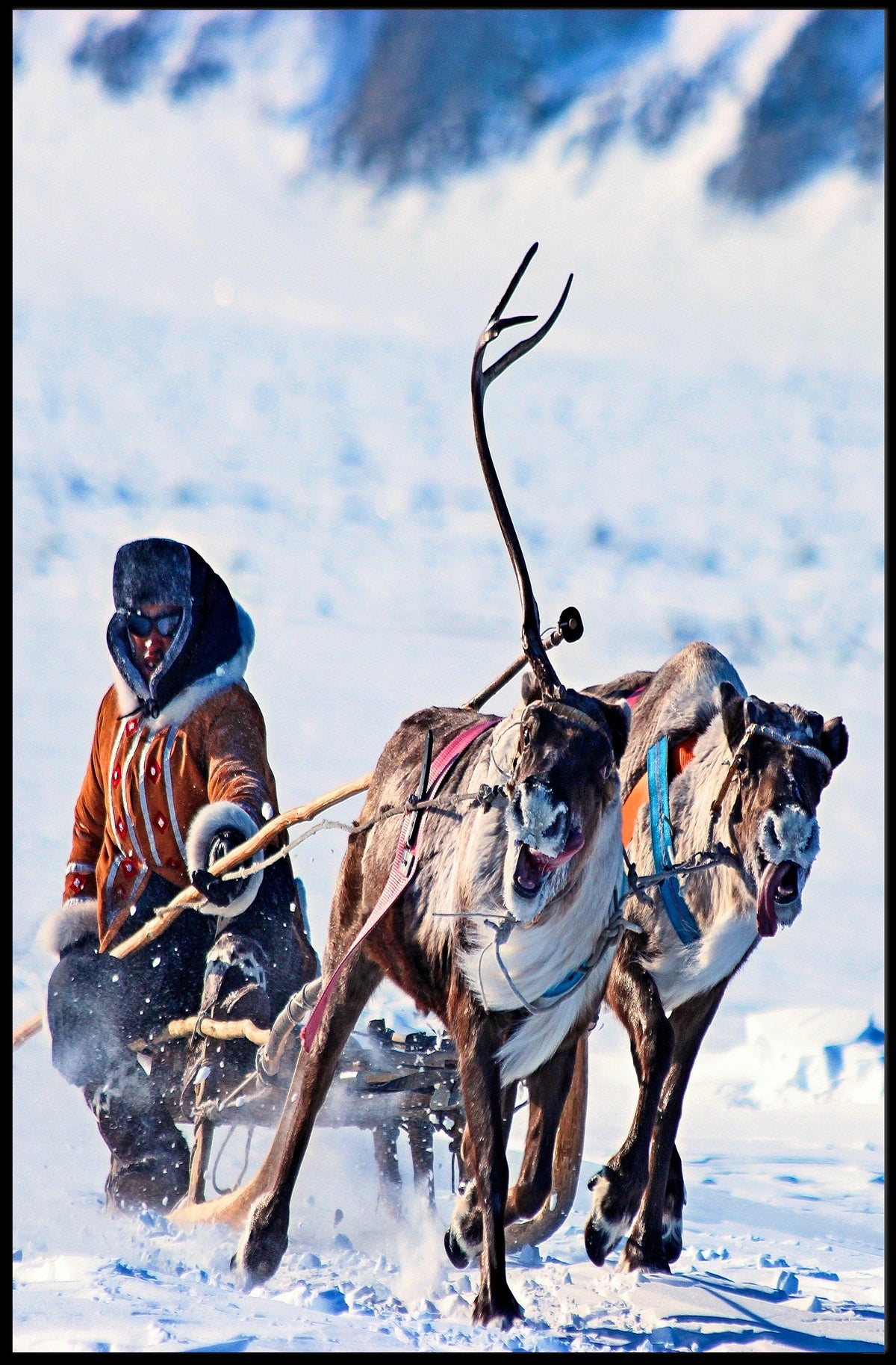 Arctic Adventure Poster