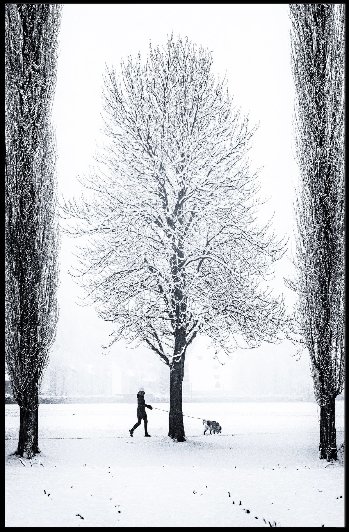 Winter Serenity: Dog Walker in Snowy Landscape