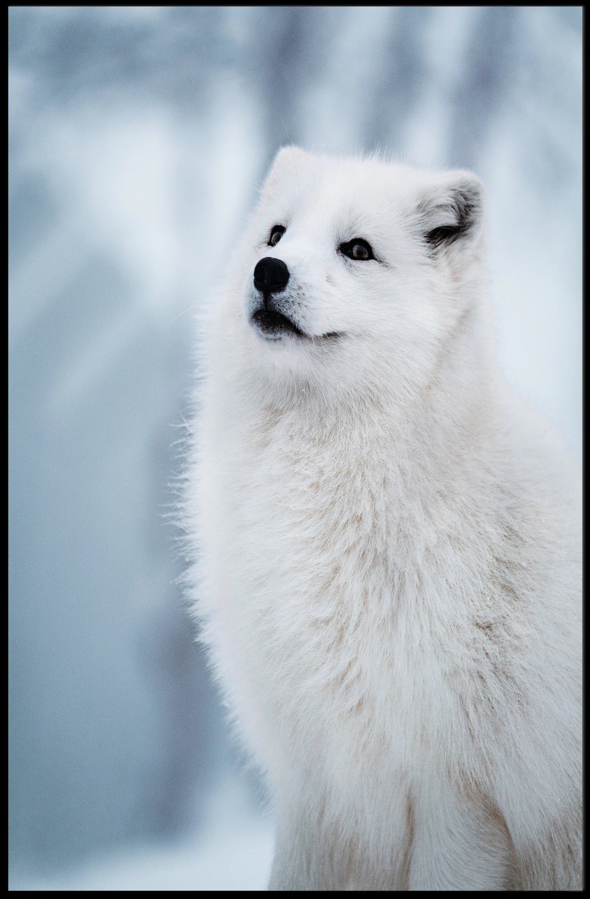 Arctic Fox in Serene Snowy Landscape Poster