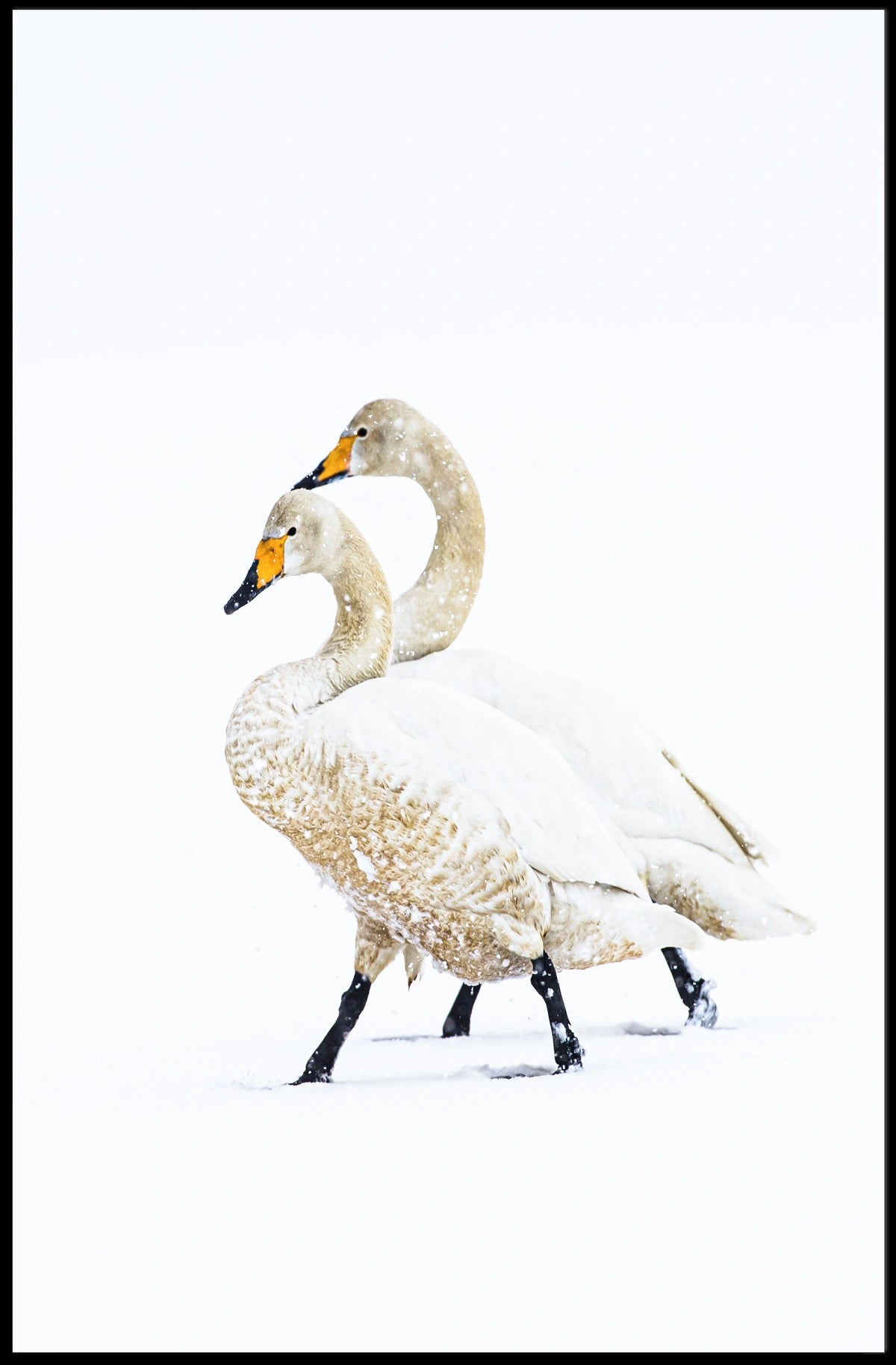 Serene Winter Swans Minimalist Art Poster