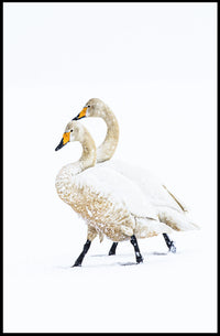 Serene Winter Swans Minimalist Art Poster