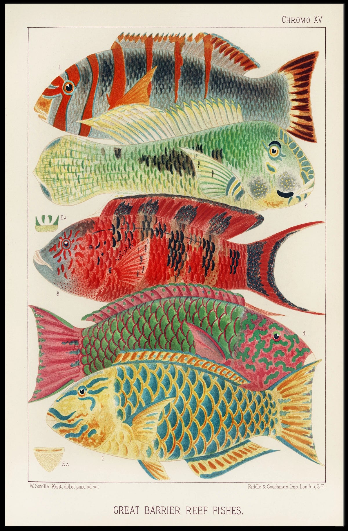 Great Barrier Reef Fishes Poster