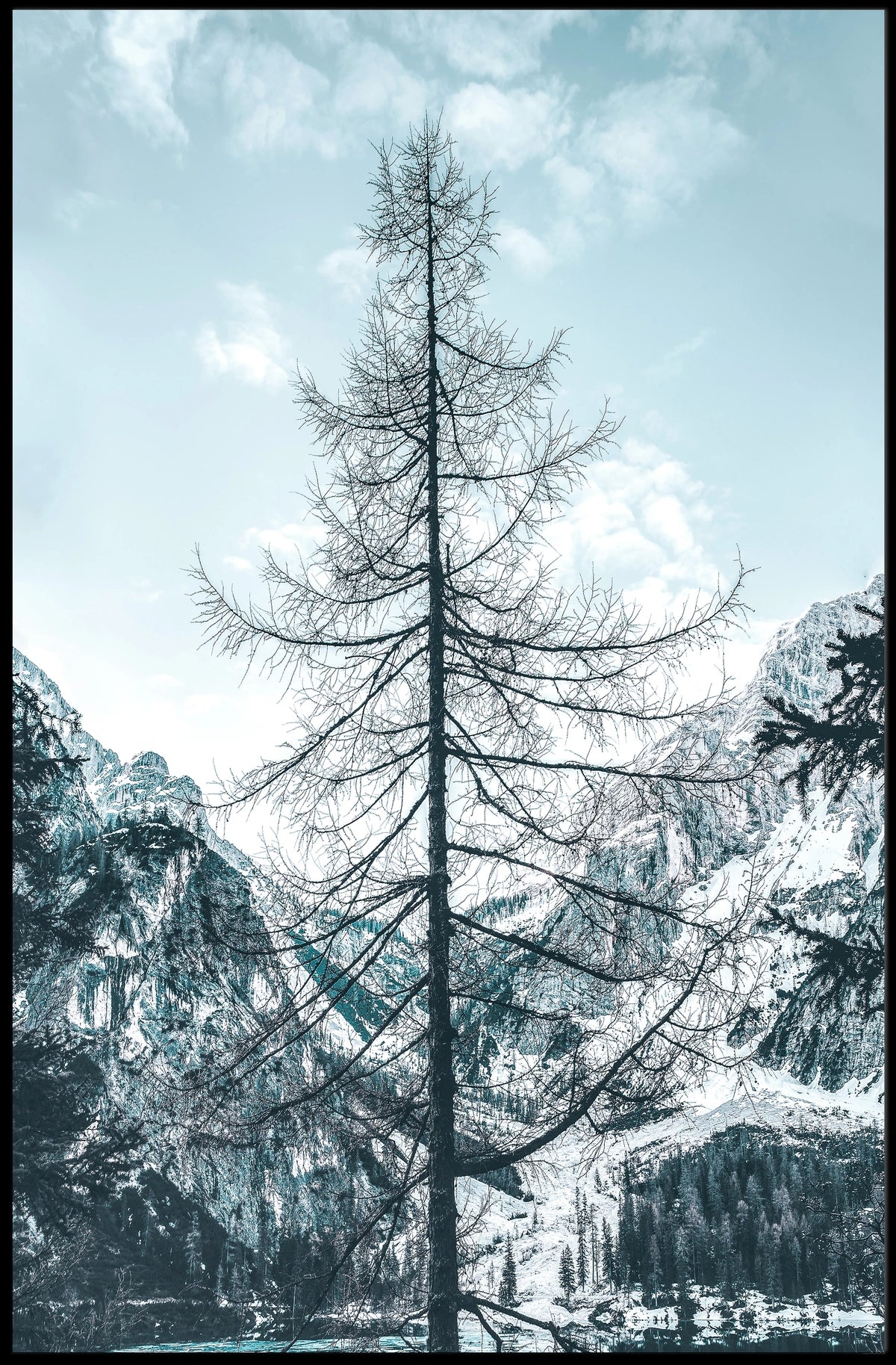Majestic Winter Tree Against Mountain Landscape Poster