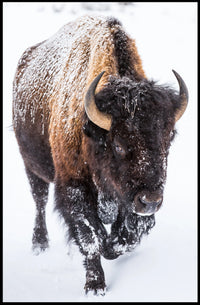 Majestic Bison in Snowy Wilderness Art Print