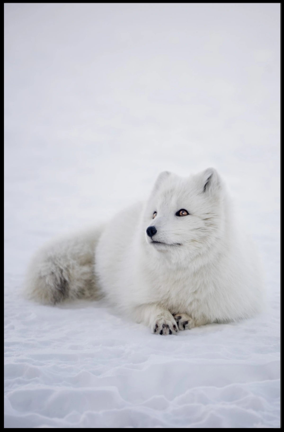 Serene Arctic Fox Tranquility Animal Poster