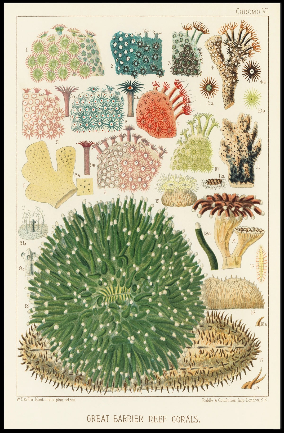 Great Barrier Reef Corals Poster