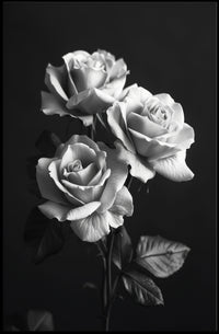Elegant Black and White Rose Art Poster PosterGoat