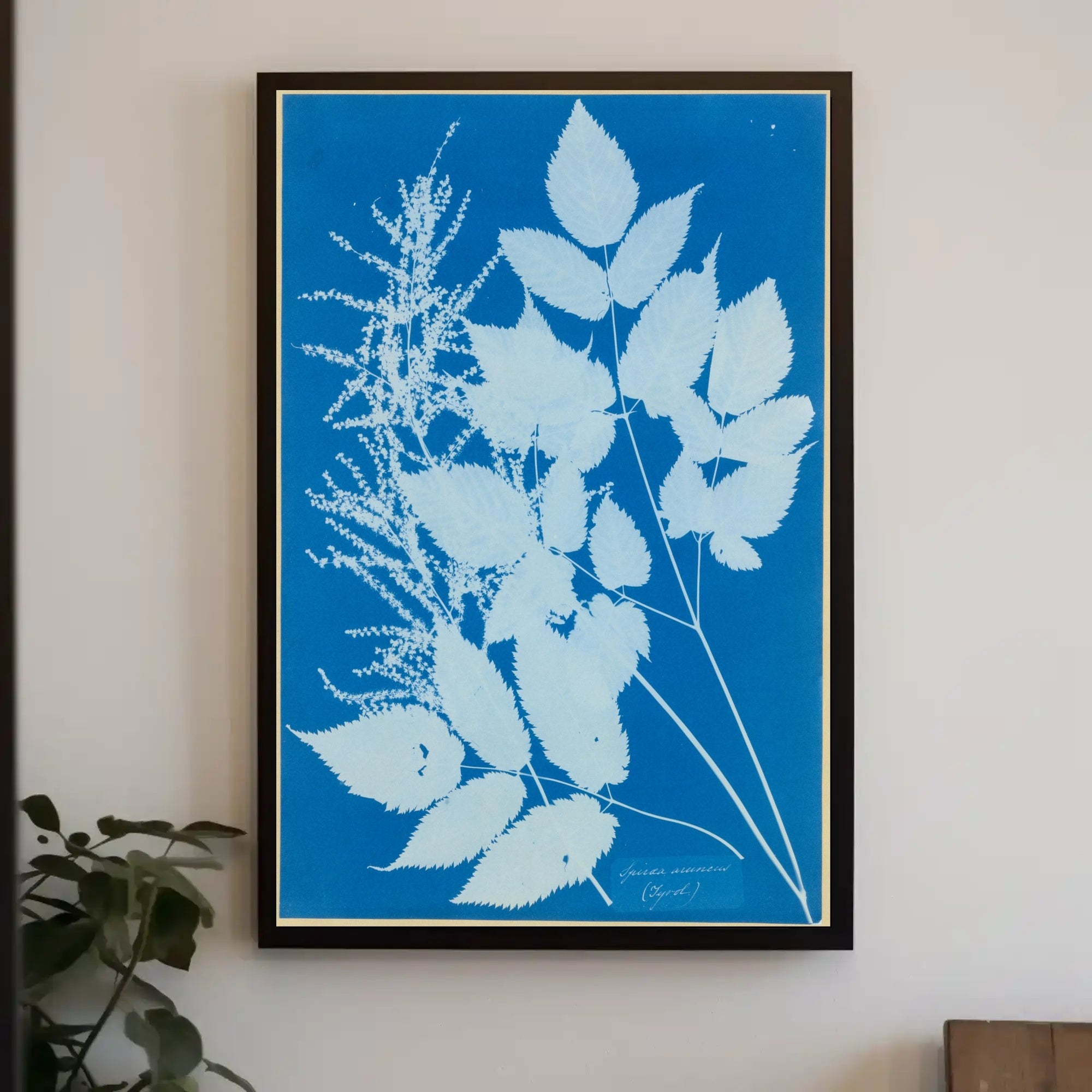 Botanical Cyanotype Poster