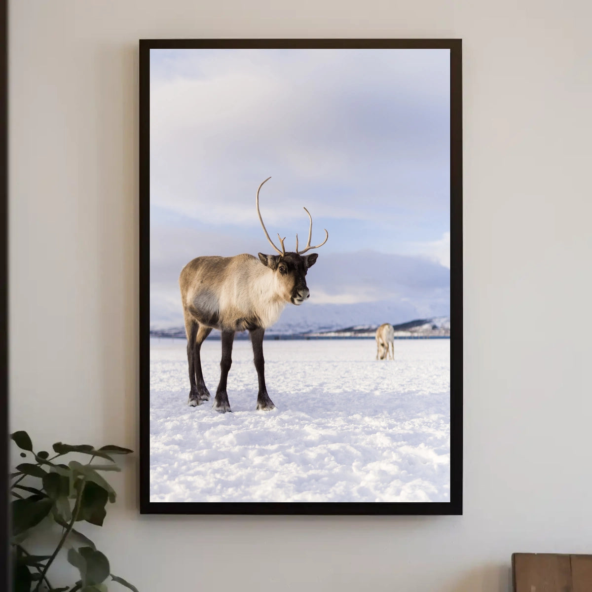 Winter Wilderness Majestic Reindeer Poster