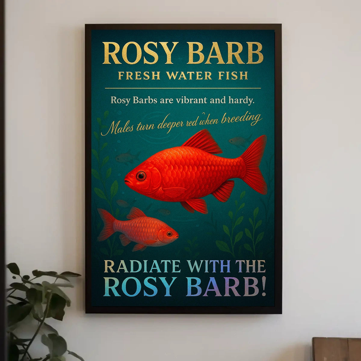 Rosy Barb Freshwater Fish Poster