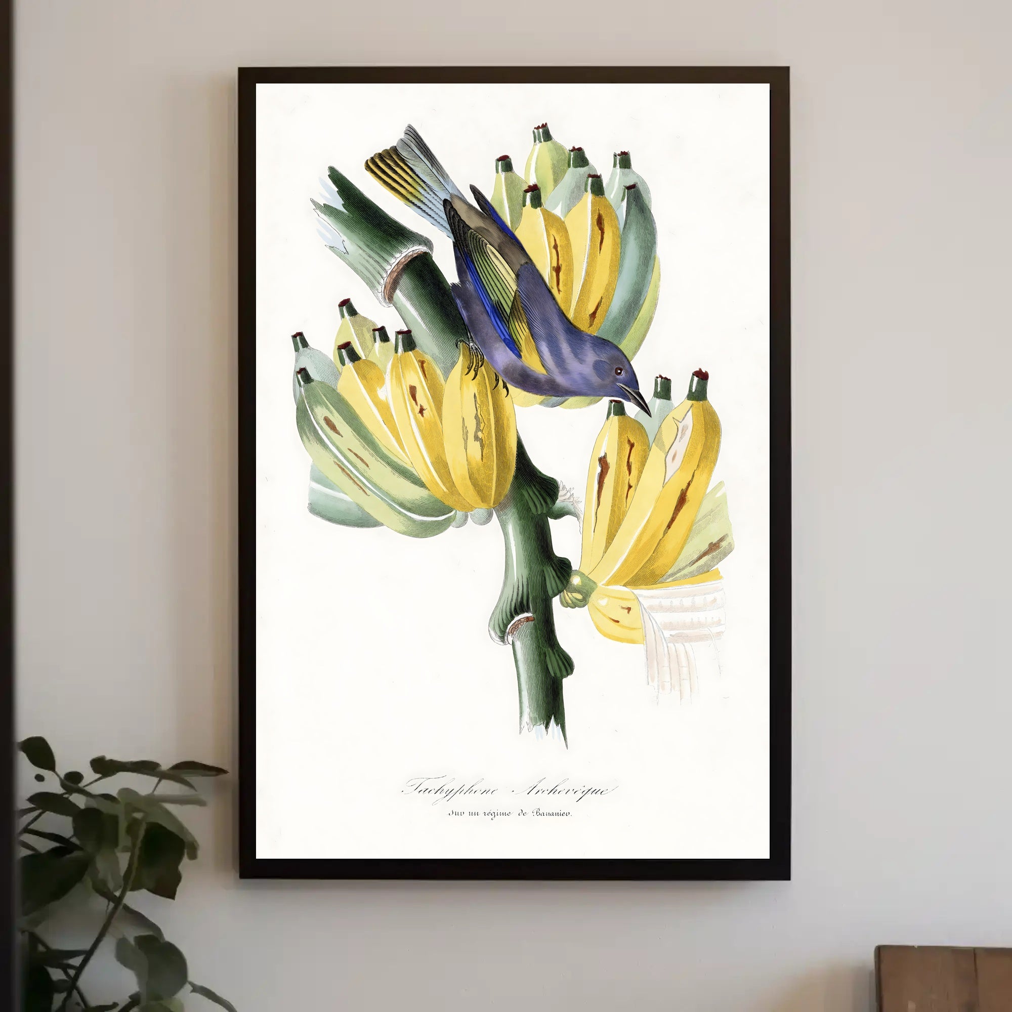 Exotic Bird on Banana Plant Poster