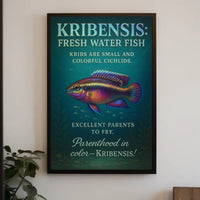 Kribensis Freshwater Fish Poster