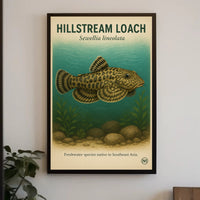 Hillstream Loach Sewellia lineolata Poster PosterGoat