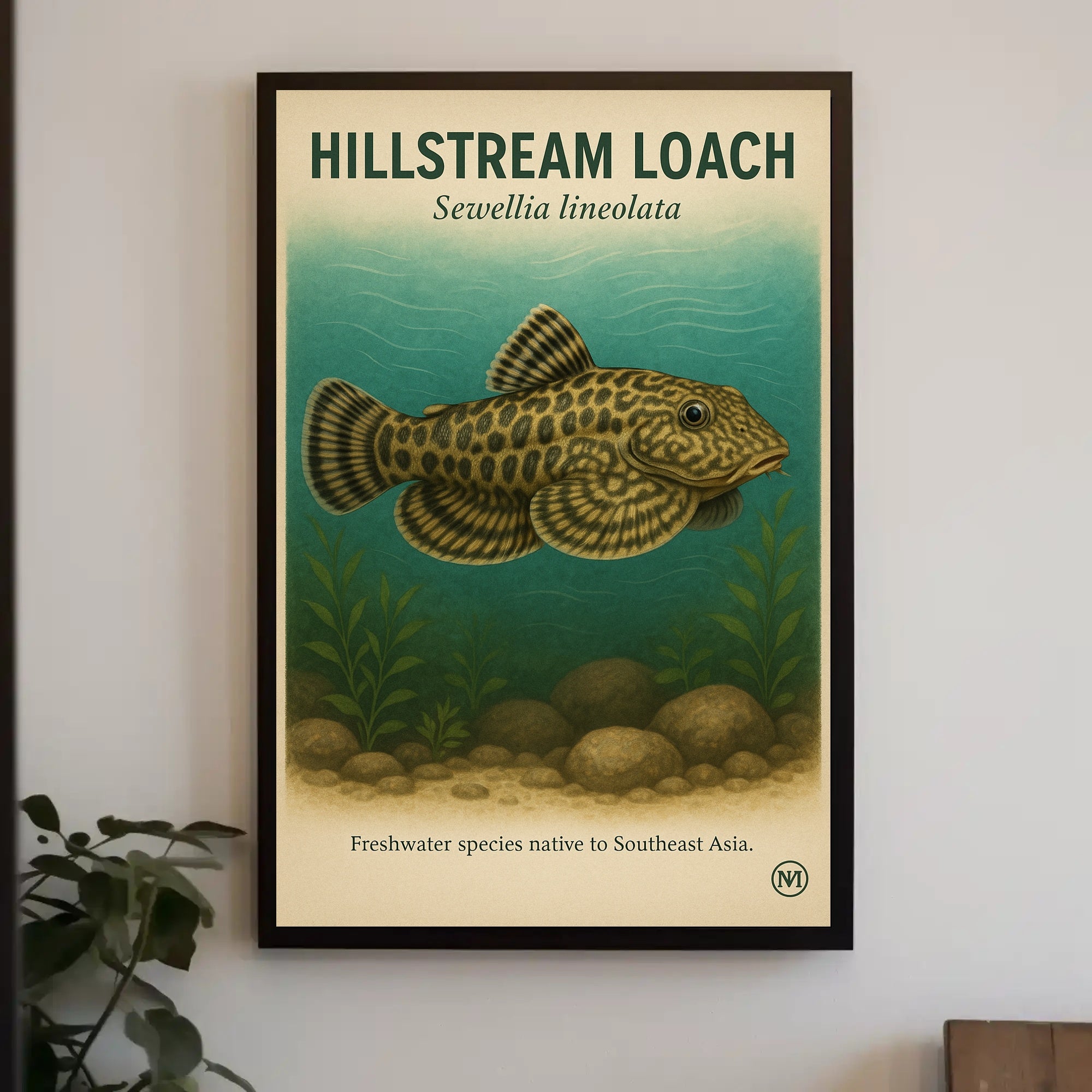 Hillstream Loach Sewellia lineolata Poster PosterGoat