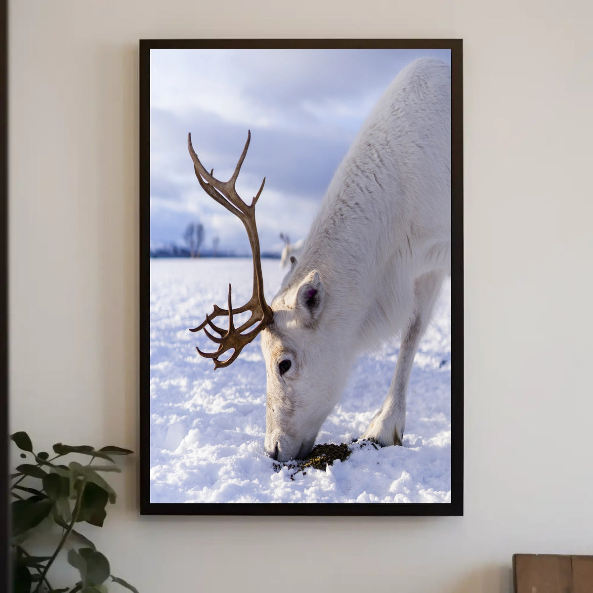 Majestic Reindeer In Snow Poster