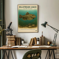 Hillstream Loach Sewellia lineolata Poster PosterGoat