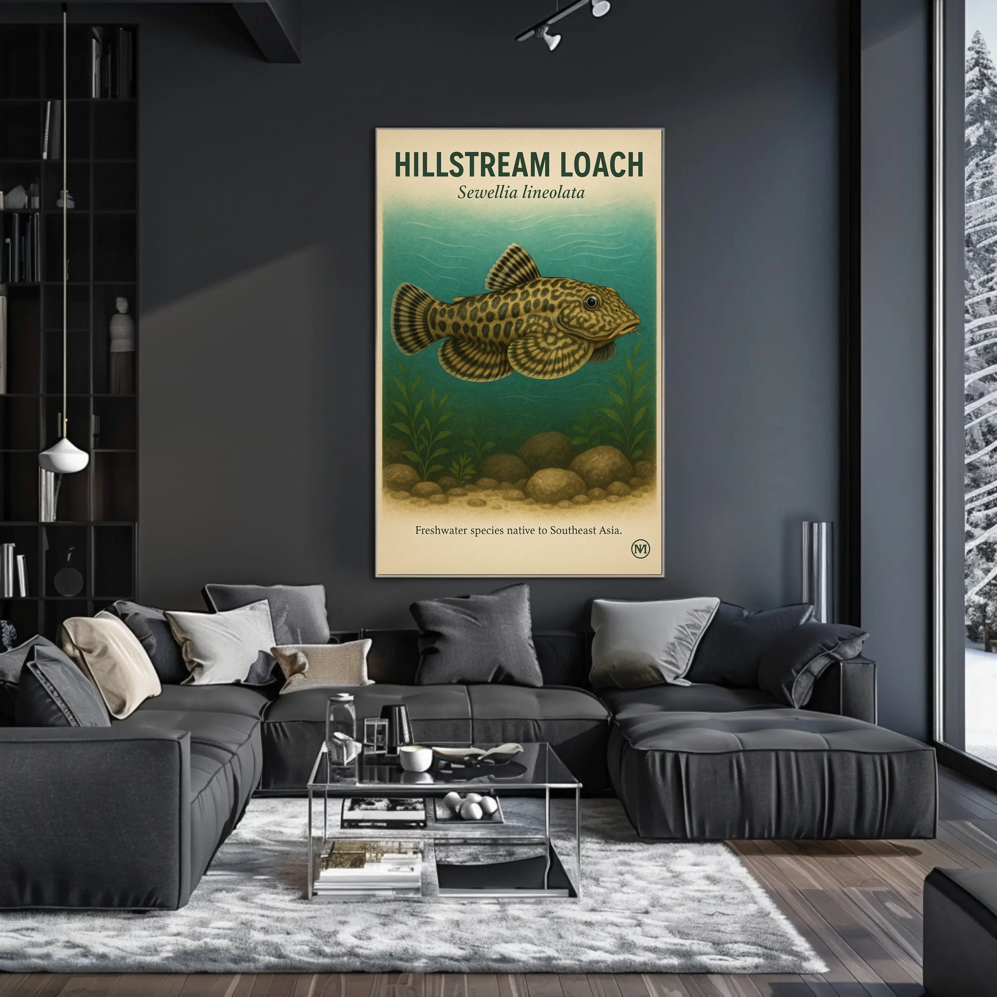 Hillstream Loach Sewellia lineolata Poster PosterGoat