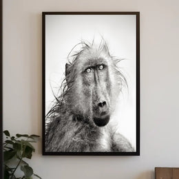 Baboon's Intense Gaze: Photorealistic Animal Poster PosterGoat