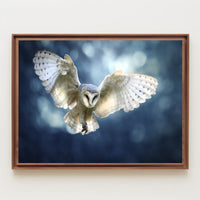Barn Owl in Flight Graceful Animal Poster PosterGoat