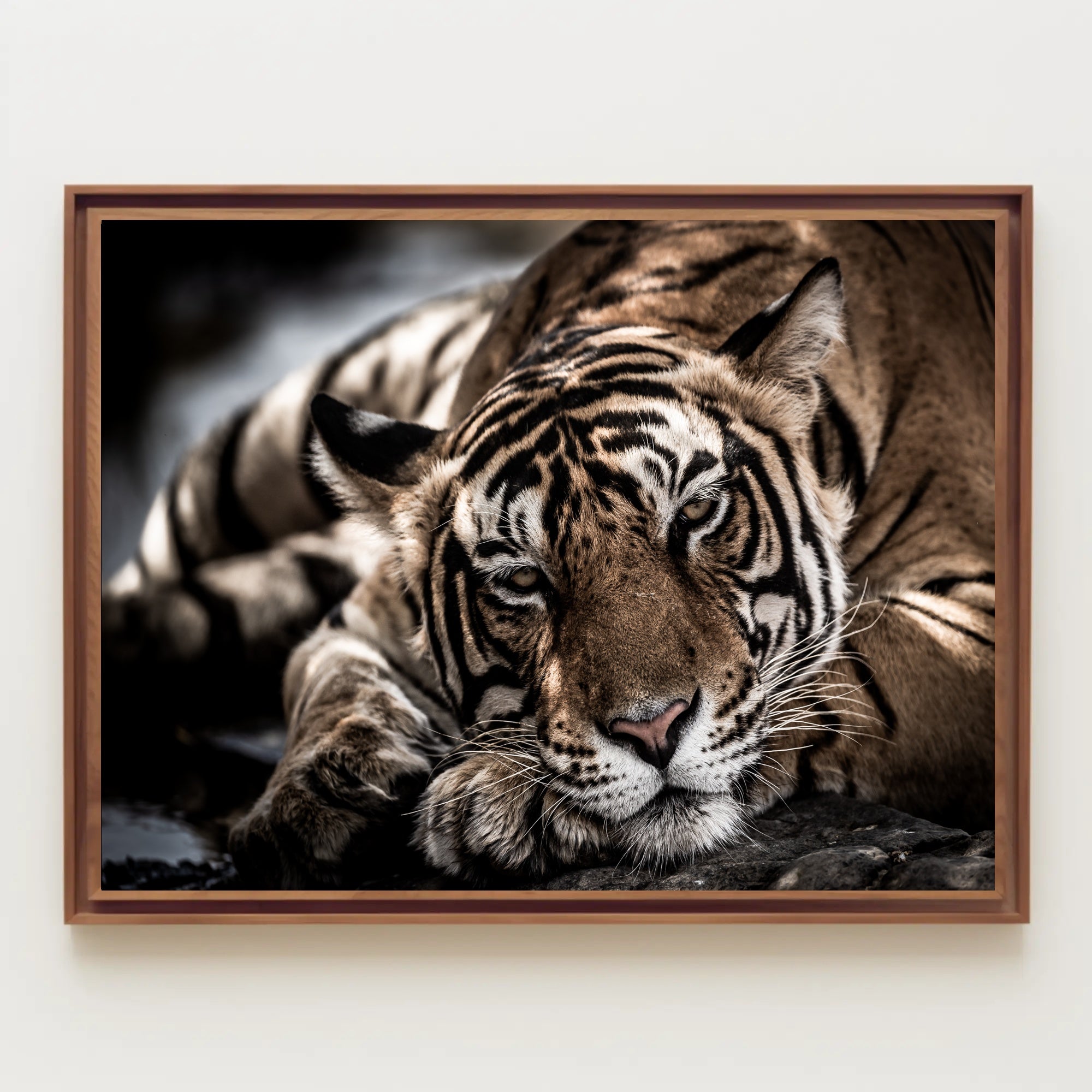 Bengal Tiger Wilderness Scene: Majestic Animal Poster PosterGoat
