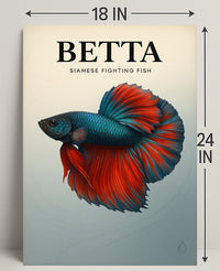 Betta Siamese Fighting Fish Poster PosterGoat
