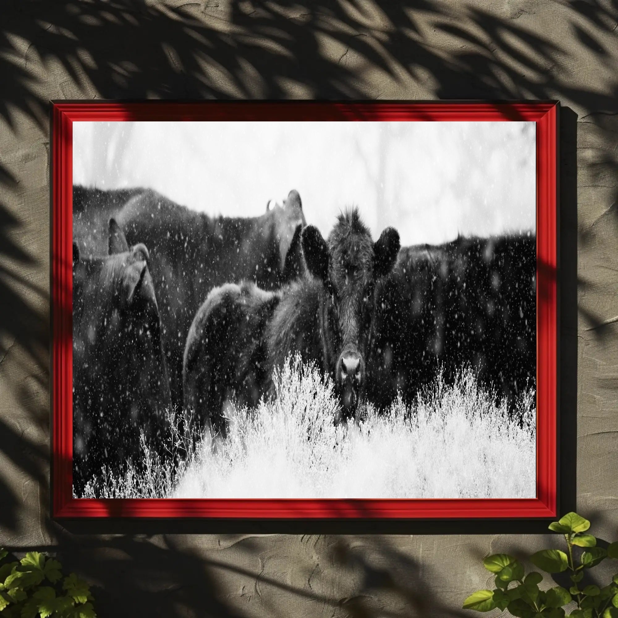 Black Cattle in Snowy Landscape Animal Poster PosterGoat