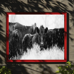 Black Cattle in Snowy Landscape Animal Poster PosterGoat