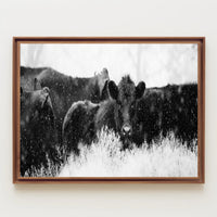 Black Cattle in Snowy Landscape Animal Poster PosterGoat