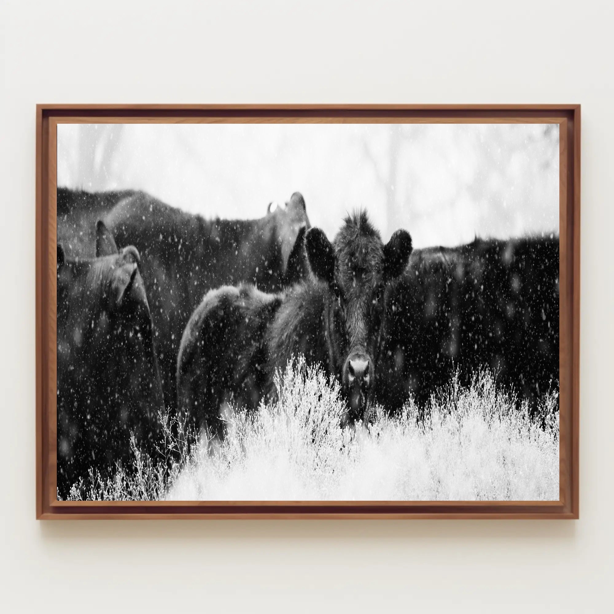 Black Cattle in Snowy Landscape Animal Poster PosterGoat