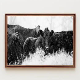 Black Cattle in Snowy Landscape Animal Poster PosterGoat