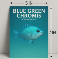 Blue Green Chromis Wall Art Print Decor PosterGoat