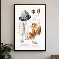 Botanical Illustration of Coprinus Mushrooms: Cultural or Heritage Poster PosterGoat