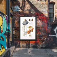 Botanical Illustration of Coprinus Mushrooms: Cultural or Heritage Poster PosterGoat
