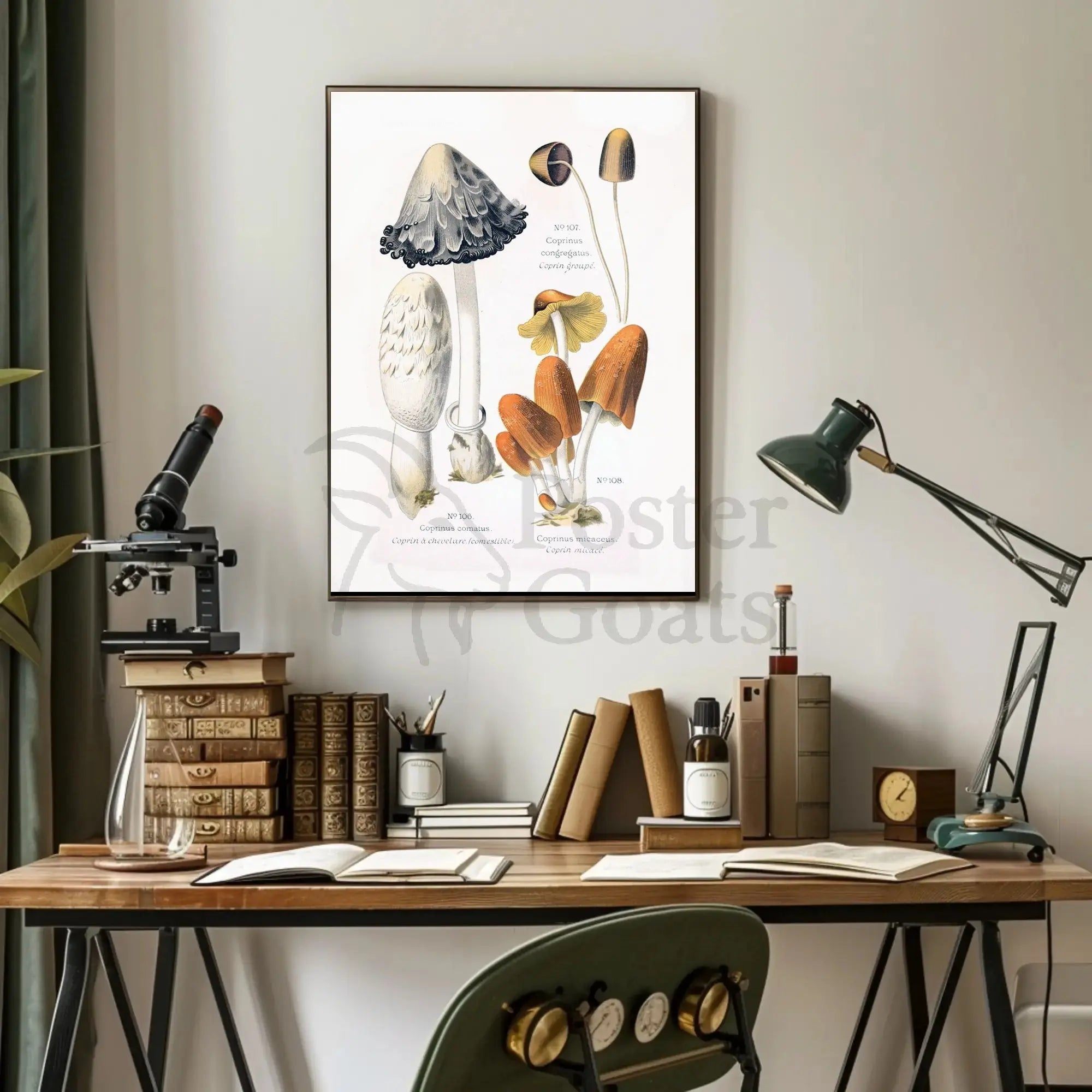 Botanical Illustration of Coprinus Mushrooms: Cultural or Heritage Poster PosterGoat