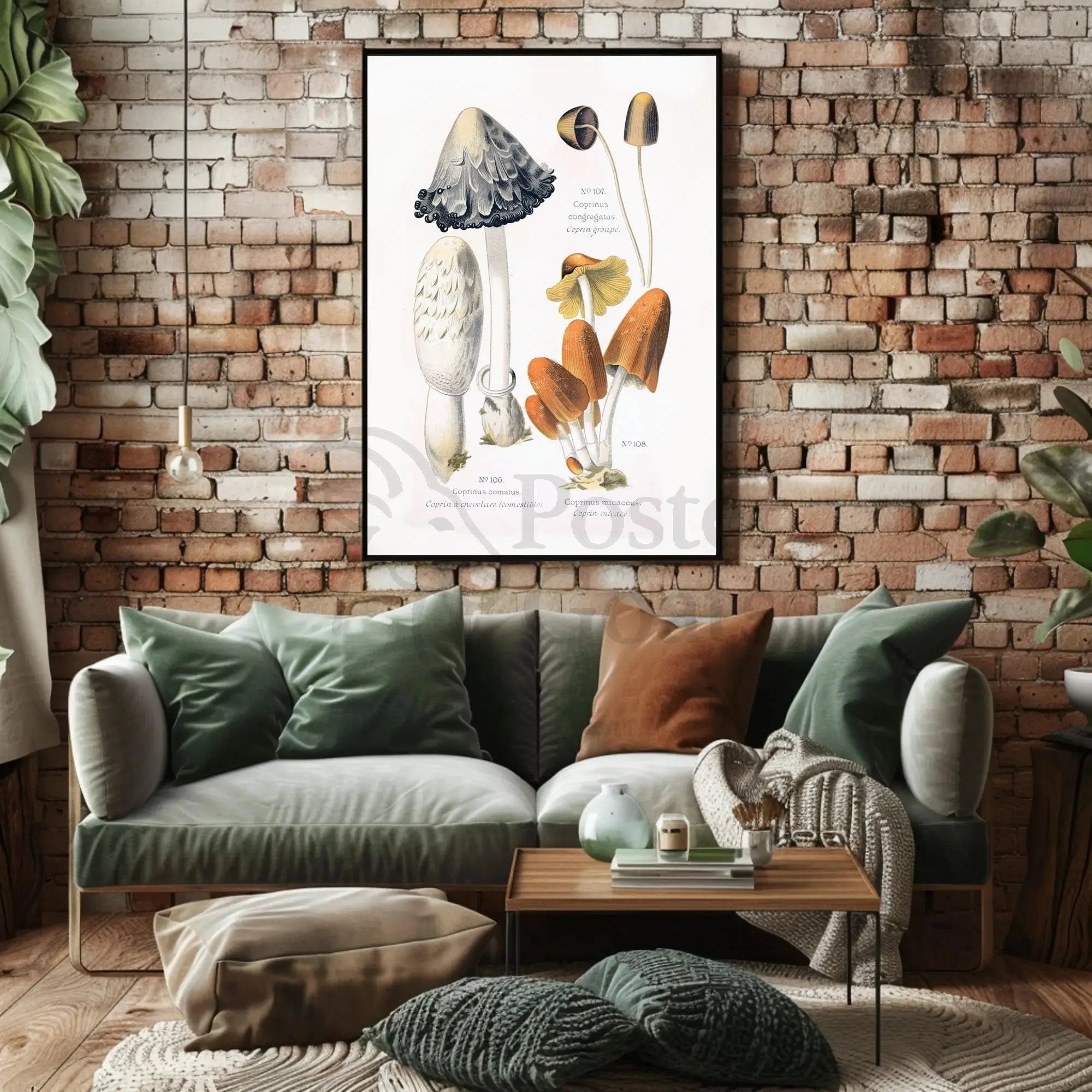 Botanical Illustration of Coprinus Mushrooms: Cultural or Heritage Poster PosterGoat