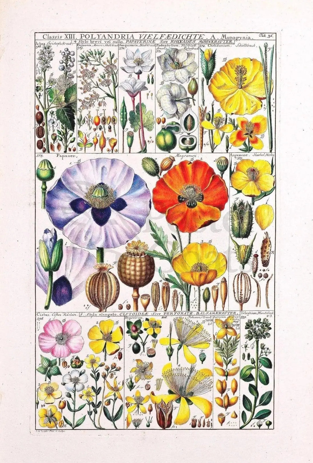 Botanical Science Study of 18th Century Flowers Poster PosterGoat