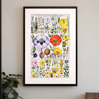 Botanical Science Study of 18th Century Flowers Poster PosterGoat